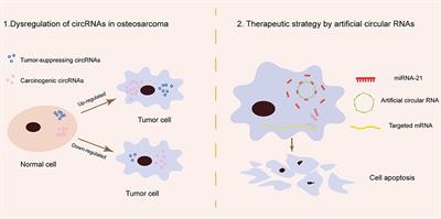 Therapeutic Potential of Circular RNAs in Osteosarcoma